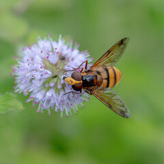 Close up image of a hoverfly on a white flower