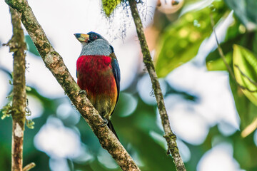 toucan barbet on branch