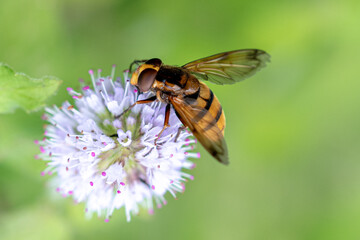 Close up image of a hoverfly on a white flower