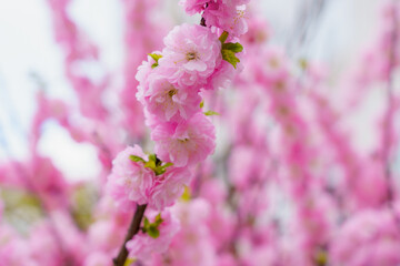 Blossoming sakura tree flower with selective focus on blurred background. Defocused backdrop copy space