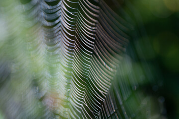 Section of coweb from an orb web spider in the morning light