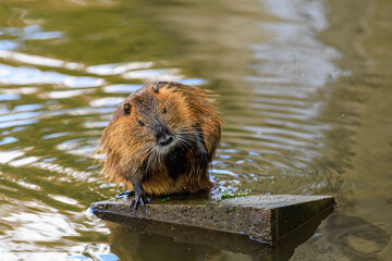 Nutria on the banks of the Vltava river in Prague the capital of the Czech Republic. Urban animals.Background