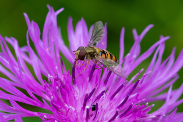 Close up image of a hoverfly on a purple flower