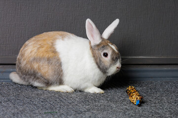 Cute beautiful domestic rabbit near the special rabbit treat. Background with selective focus