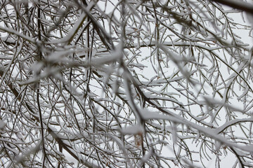 Winter tree branches with no folliage under the snow.