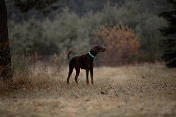 Beautiful Doberman breed dog in the winter forest