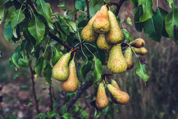 Pears hanging on the tree