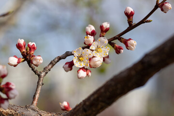 Apricot tree blossoms in spring