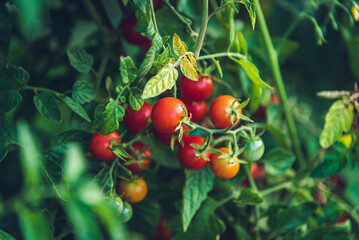 Cherry tomatoes on the vine