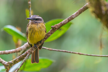 golden-crowned flycatcher on branch