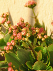 red and yellow flowers