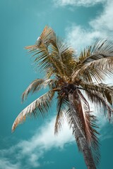 Palmier de Miami