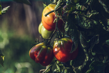 Variety of organic tomatoes in the garden.