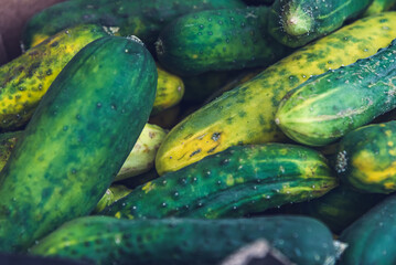 Variety of cucumbers grown in the garden