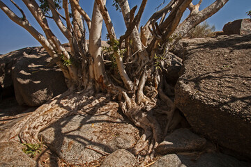 Namaqua Rock Fig (Ficus cordata) 11250