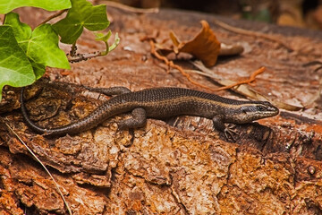 Speckled Rock Skink (Trachylepis punctatissima) 9281