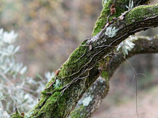 moss on tree