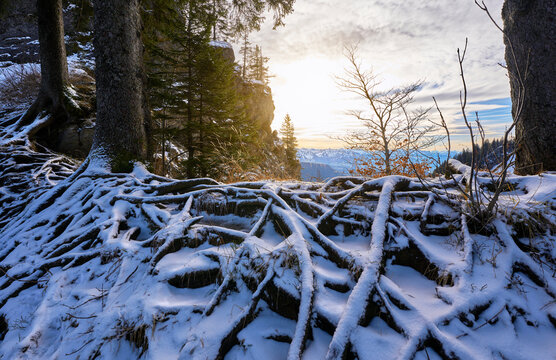 snowy root trail on a cold winterday in the Allgaeu alps near Oberstaufen, Bavaria, Germany
