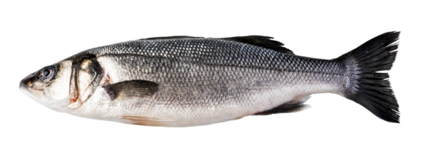 Raw Seabass