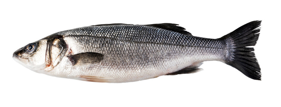 Raw Seabass