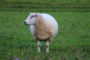 einzelnes Schaf auf der Wiese