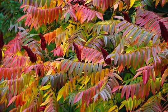 bunte Bl&auml;tter vom Essigbaum