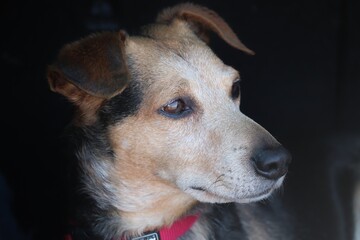 Portrait eines alten Hundes