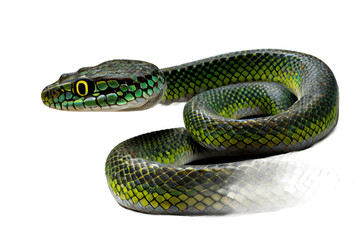 Fototapeta premium Close-up of a snake on a transparent background. Generative AI