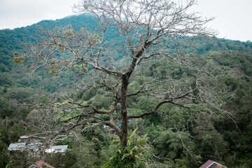 a tree that stands firmly on the edge of a hill is captured during the day
