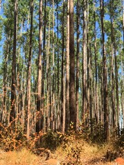 forest in autumn