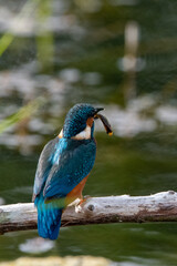 Common kingfisher feeding with fish in bill, whilst perched on a branch. At Lakenheath Fen nature reserve in Suffolk, UK