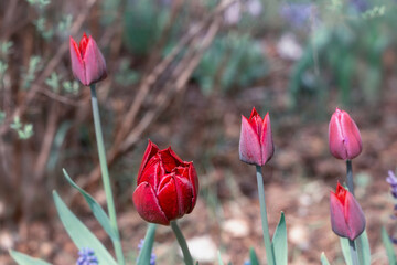 Obraz premium Red purple tulip in early spring garden. Toned effect