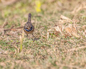 A Blue throat looking down for food