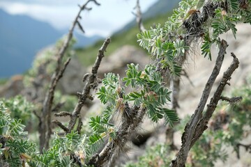 Close up of Astragalus microcephalus. It is plant met in Tian Shan Mountains, Kyrgyzstan, Central Asia