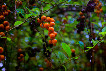 fruit that looks fresh after the rain in the afternoon
