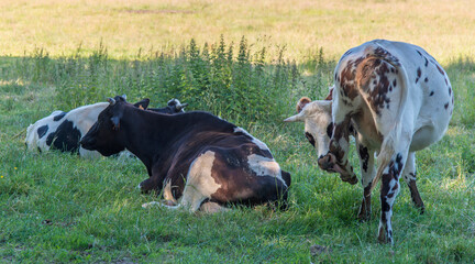 Vaches normandes pâturant à Yvetot, Normandie, France