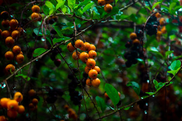 fruit that looks fresh after the rain in the afternoon
