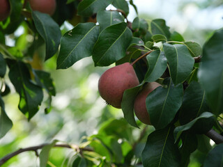 Organic ripe pears on a pear tree