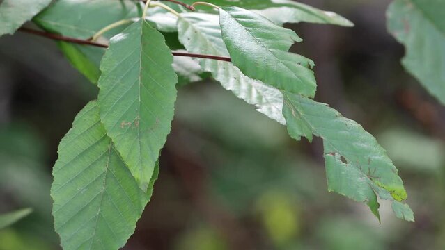 Green simple alternate distally acute proximally cuneate serrulately margined elliptic leaves of Alnus Rhombifolia, Betulaceae, native monoecious deciduous tree in the Santa Monica Mountains, Winter.