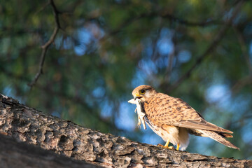 The common kestrel (Falco tinnunculus) is a bird of prey 