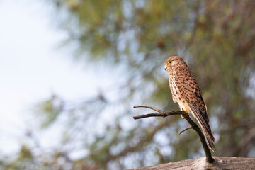 The common kestrel (Falco tinnunculus) is a bird of prey 