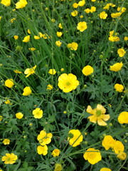 field of Buttercup flowers