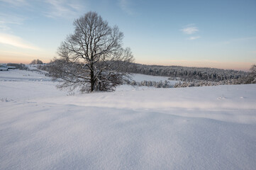 Samotny dąb w zimowy śnieżny poranek na wsi