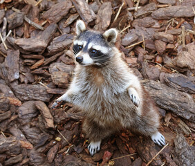 Naklejka premium Raccoon greets guests
