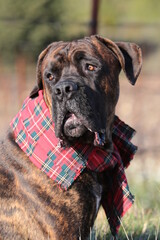 chien cane corso