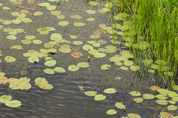 Duckweed leaves on the water and other aquatic plants on a sunny summer day. Summer.