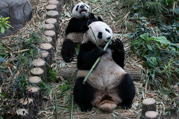 Obraz premium Close up Cute Panda, Le Le, in River Safari , Singapore 