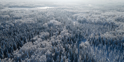 Aerial looking down on an angle into a mixed snow covered forest that becomes hazy towards the horizon.
