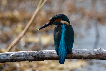 Common kingfisher sitting in the summer sun on a branch at Lakenheath Fen nature reserve in Suffolk, UK