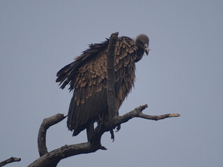 The endangered Indian vulture seen on a branch at Sariska national park